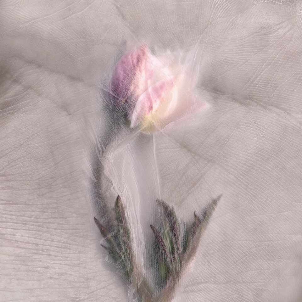 Ernesto Romano, Anemone Sylvetris, C‐type print matt, H1000 mm x W1000 mm, C‐type print matt, edition of 10 and 1 AP. Ernesto Romano at Title Art Prize 2013, Manchester