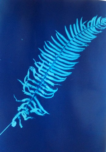 Annabel Dover Weed VI Annabel Dover
Weed VII, 2013
Cyanotype print
H610 mm x W470 mm