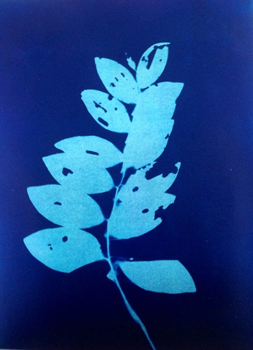 Cyanotype print Annabel Dover
Weed VII, 2013. Darwin, Down House Kent
Cyanotype print
H610 mm x W470 mm