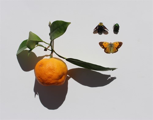 Personal Narratives - Annabel Dover - Artist in Focus - March 2019 British School at Athensveryday objects akin to the dice, coins and shells found in the Ancient Athenian Agora Museum.
