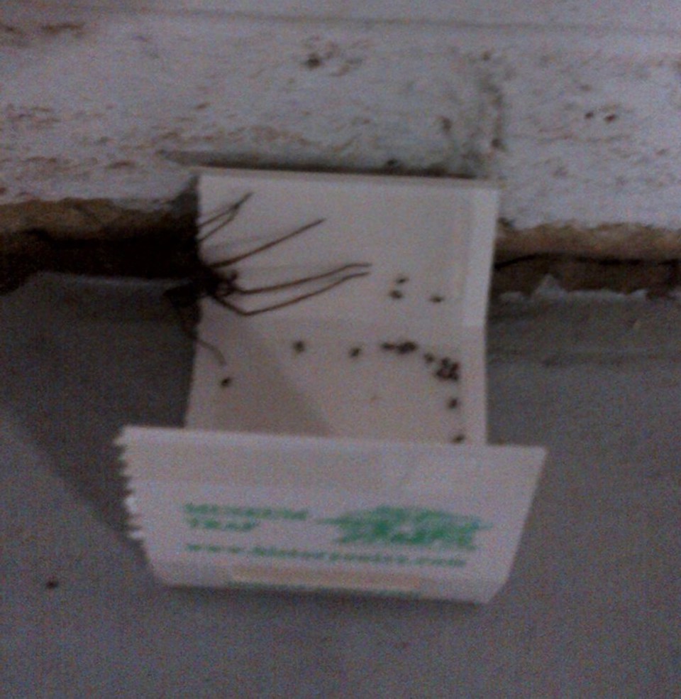 The Joy Of What We Do #31 'Collection Pest Control'