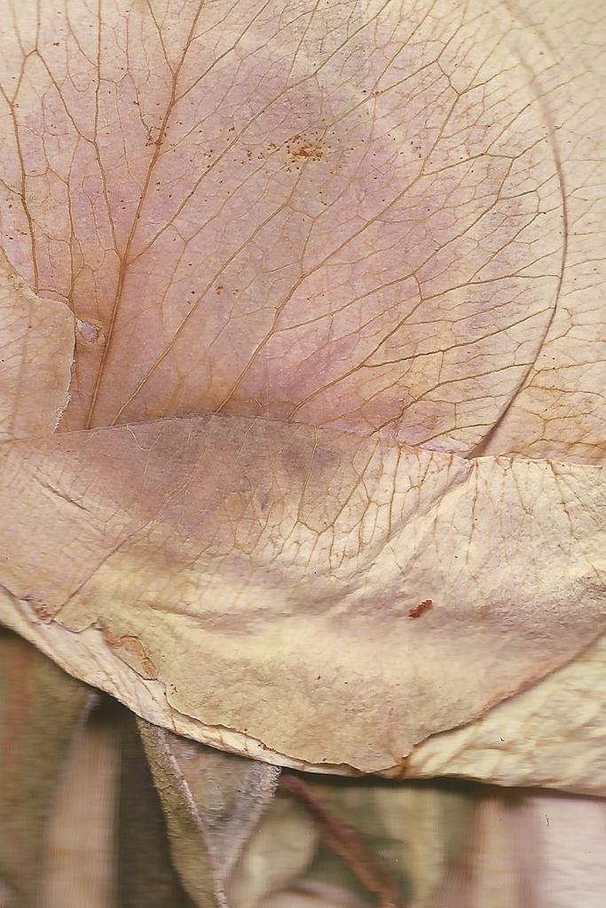 Rose to Glory, 2022, giclée print on Hahnemühle Pearl paper, inside glass box, H170 mm x W 113 mm. Rituals & Remnant - Emma Witter - Artist in Focus - October 2022